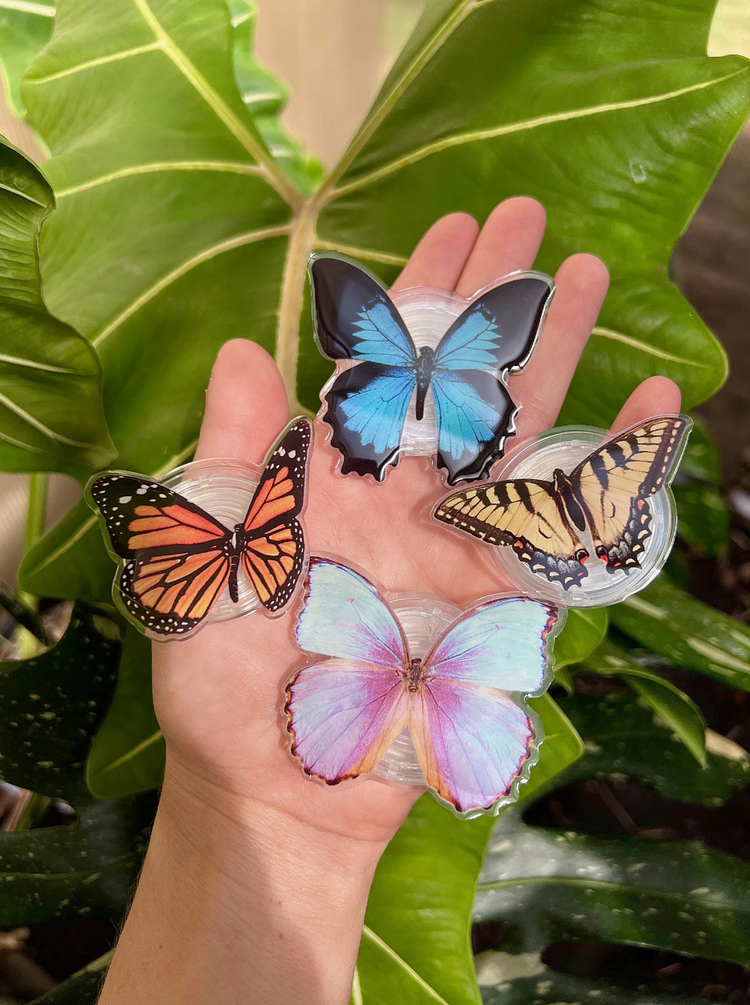 Butterfly and Moth Collection