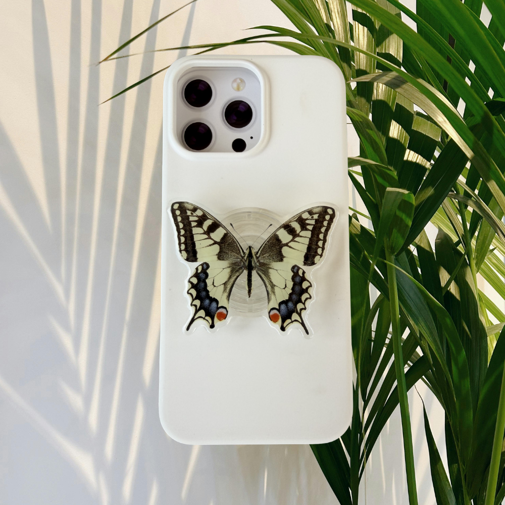 Old World Swallowtail Butterfly