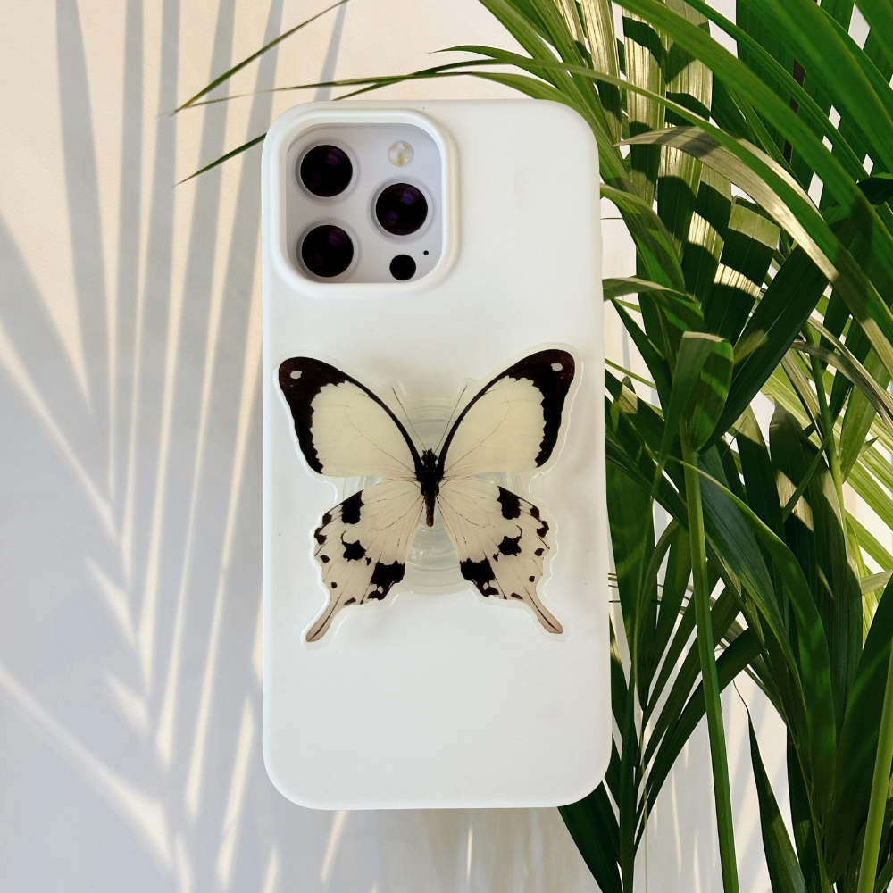 Mocker Swallowtail Butterfly