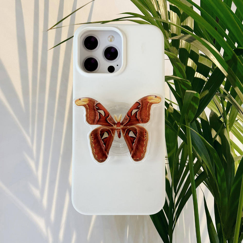 Atlas Moth