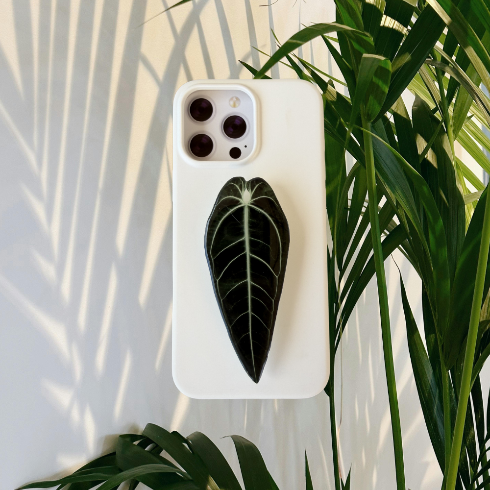 Queen Anthurium Warocqueanum Rare Plant Phone Grip