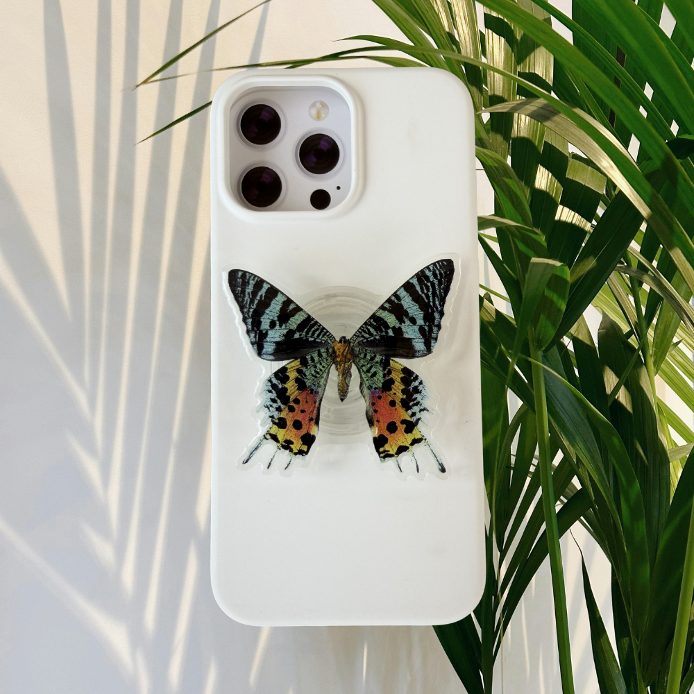 Sunset Moth